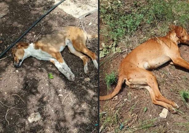 Πρινές Ρεθύμνου:  Με φόλες δολοφόνησε δύο σκυλιά μέσα σε κτήμα