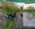Ρόδος: Βρήκε γατάκι τεμαχισμένο στα Κοσκινού