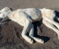 Τρίπολη Αρκαδίας: Με φόλες δολοφόνησε σκυλιά στη Βιομηχανική Περιοχή (βίντεο)