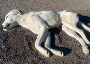 Τρίπολη Αρκαδίας: Με φόλες δολοφόνησε σκυλιά στη Βιομηχανική Περιοχή (βίντεο)