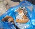 Ζωγράφου Αττικής: Βρήκε 5 μωρά γατάκια σε σακούλα πεταμένα σε κάδο