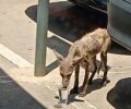 Σπάτα Αττικής: Άρρωστη αλεπού χρειάζεται περίθαλψη - Εντοπίστηκε στο αεροδρόμιο