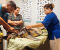 Φροντίζουν θαλάσσια χελώνα που βρέθηκε σοβαρά τραυματισμένη από άνθρωπο στην Αλεξανδρούπολη Έβρου