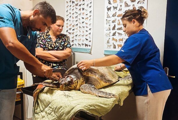 Φροντίζουν θαλάσσια χελώνα που βρέθηκε σοβαρά τραυματισμένη από άνθρωπο στην Αλεξανδρούπολη Έβρου