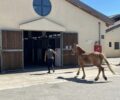 Μεταφέρονται στο Ολυμπιακό Κέντρο Ιππασίας 21 άλογα από το Κορωπί Αττικής λόγω της φωτιάς