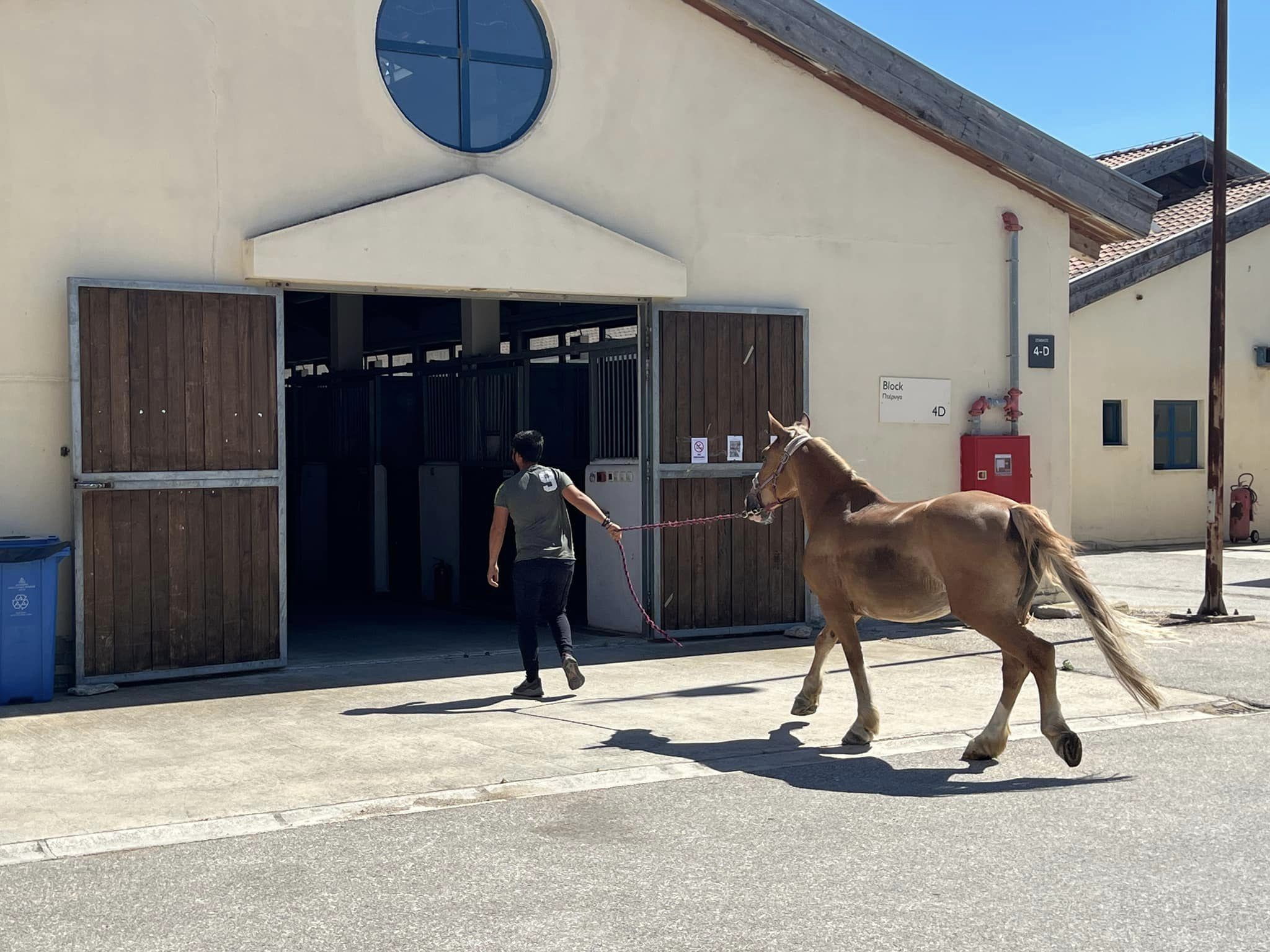 Μεταφέρονται στο Ολυμπιακό Κέντρο Ιππασίας 21 άλογα από το Κορωπί Αττικής λόγω της φωτιάς