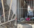 Κατασχέθηκαν τα σκυλιά που κακοποιούσε άνδρας στα Άνω Λιόσια Αττικής (βίντεο)