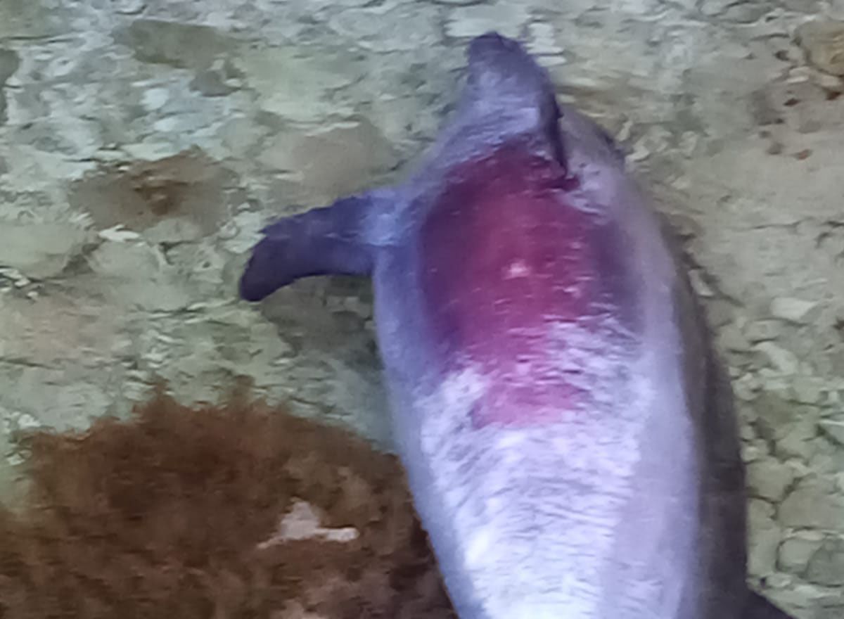 Δελφίνι νεκρό με κομμένη ουρά εντοπίστηκε στους Αντίπαξους