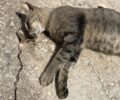 Αργουλιδές Χανίων: Με φόλες δολοφόνησε γάτες