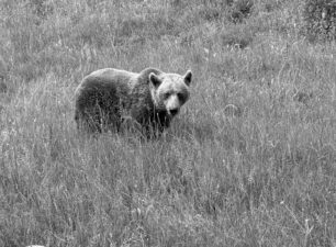 Έγινε ευθανασία στην αρκούδα που υπέφερε από καρκίνο στο στήθος – Είχε έρθει στον ΑΡΚΤΟΥΡΟ από το Βελιγράδι λόγω πολέμου
