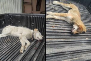Αταλάντη Φθιώτιδας: Με φόλες δολοφόνησε έξι σκυλιά (βίντεο)