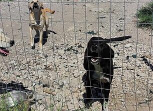 Εκτεθειμένα στον καύσωνα ή έγκλειστα μονίμως σε κλουβιά ανεπιθύμητα σκυλιά στο Δημοτικό Κυνοκομείο Δίου - Ολύμπου (βίντεο)