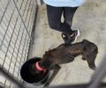Η Νέα Δημοκρατία έδινε συγχαρητήρια στον Δήμο Τρίπολης για το Κυνοκομείο και τη διαχείριση των αδέσποτων σκυλιών (βίντεο)