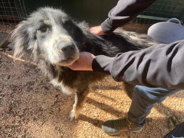 Σοβαρά άρρωστο σκυλί από το Δημοτικό Κυνοκομείο Τρίπολης βρέθηκε εξαθλιωμένο στο Στενό Αρκαδίας