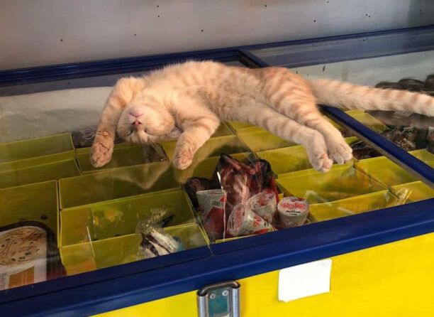 Γάτα δροσίζεται πάνω στο ψυγείο με τα παγωτά – Ποιος θα της ανοίξει το σπιτικό του;