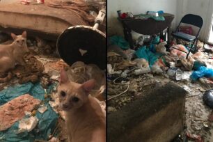Αθήνα: Έκκληση για τις εξαθλιωμένες γάτες σε διαμέρισμα συλλέκτη στο Παγκράτι (βίντεο)