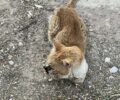 Γλυφάδα Αττικής: Έκκληση για άρρωστη γάτα που υποφέρει από τον καρκίνο