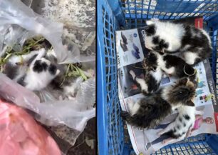 Καλαμάτα Μεσσηνίας: Ηλικιωμένη έκλεισε σε σακούλες και πέταξε στα σκουπίδια 5 νεογέννητα γατάκια (βίντεο)
