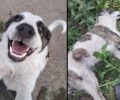 Καστανάς Θεσσαλονίκης: Ακόμα ένας σκύλος δηλητηριασμένος από φόλα