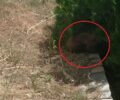Καστοριά: Απεγκλώβισαν αρκουδάκι που βρέθηκε σε προαύλιο χώρο ξενοδοχείου