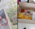 Κέρκυρα: Εγκατέλειψε 3 μωρά γατάκια μέσα σε κούτα (βίντεο)