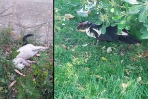 Κέρκυρα: Δηλητηρίασε με φόλες γάτες ακόμα και πάπια στο άλσος Γαρίτσας