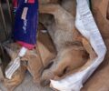 Κύμινα Θεσσαλονίκης: Ακόμα ένας σκύλος δολοφονημένος με φόλα (βίντεο)
