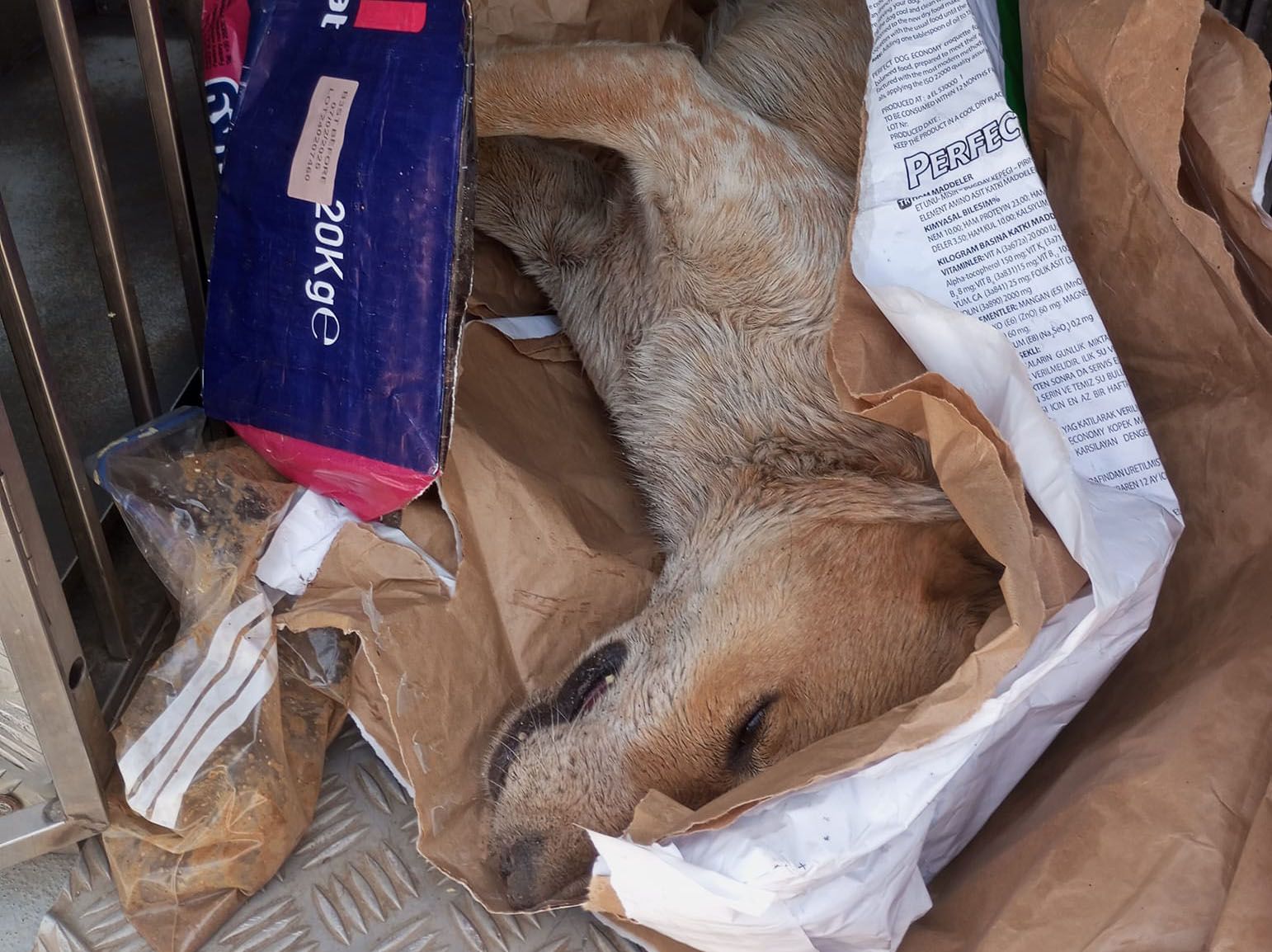 Κύμινα Θεσσαλονίκης: Ακόμα ένας σκύλος δολοφονημένος με φόλα (βίντεο)