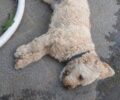 Λαγκάδια Αρκαδίας: Με φόλες δολοφόνησε σκυλιά αδέσποτα και οικόσιτα