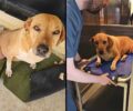 Λαύριο Αττικής: Βρήκε τον αδέσποτο σκύλο που φροντίζει 9 χρόνια παράλυτο πυροβολημένο με αεροβόλο (βίντεο)