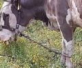 Λέσβος: Δικογραφία σε βάρος κτηνοτρόφου που κακοποιεί αγελάδες με παστούρα – Τα ζώα είχαν δεμένα πόδια με κεφάλι