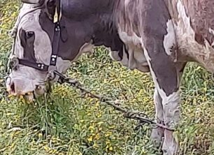 Λέσβος: Δικογραφία σε βάρος κτηνοτρόφου που κακοποιεί αγελάδες με παστούρα – Τα ζώα είχαν δεμένα πόδια με κεφάλι