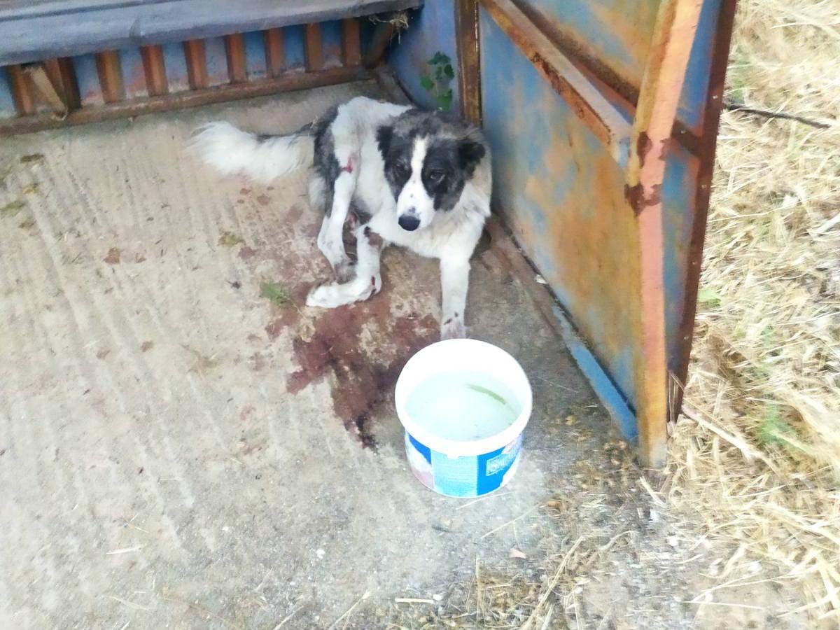 Κιλκίς: Έσωσαν σκύλο που άνδρας έσερνε στην άσφαλτο με το αγροτικό του κοντά στο Νέο Μυριόφυτο (βίντεο)