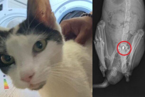 Πάρος: Πυροβολημένη με αεροβόλο η γάτα που τουρίστες βρήκαν σε χώρο στάθμευσης στην Παροικιά