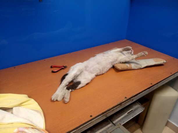 Περιστέρι Αττικής: Βρήκε αδέσποτη γάτα να σέρνεται πυροβολημένη με αεροβόλο