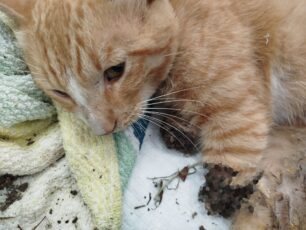 Περιβολάκι Θεσσαλονίκης: Γάτα με τρία κομμένα πόδια βρέθηκε να καίγεται από τον πυρετό (βίντεο)