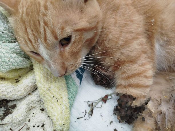 Περιβολάκι Θεσσαλονίκης: Γάτα με τρία κομμένα πόδια βρέθηκε να καίγεται από τον πυρετό (βίντεο)