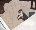 Ηράκλειο Κρήτης: Βρήκε τη γάτα της δολοφονημένη από φόλα στον Πόρο