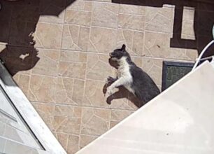 Ηράκλειο Κρήτης: Βρήκε τη γάτα της δολοφονημένη από φόλα στον Πόρο