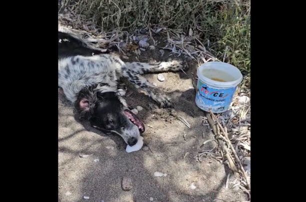 Ρόδος: Πέθανε σκύλος που από τη δίψα έπινε θαλασσινό νερό (βίντεο)