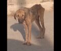 Έκκληση για άρρωστο και σκελετωμένο σκύλο που βρέθηκε στον σταθμό του Προαστιακού «Άγιος Γεώργιος» στο Σχηματάρι Βοιωτίας