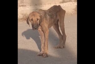 Έκκληση για άρρωστο και σκελετωμένο σκύλο που βρέθηκε στον σταθμό του Προαστιακού «Άγιος Γεώργιος» στο Σχηματάρι Βοιωτίας