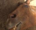 Σύρος: Βρήκε το άλογο της θανάσιμα χτυπημένο στο κεφάλι