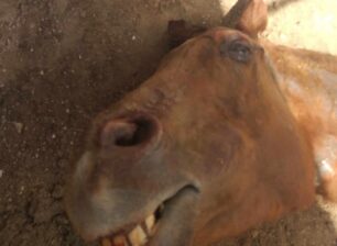 Σύρος: Βρήκε το άλογο της θανάσιμα χτυπημένο στο κεφάλι