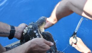 Έσωσαν θαλάσσια χελώνα που κολυμπούσε παγιδευμένη σε πλαστικό τσουβάλι στο Εθνικό Θαλάσσιο Πάρκο Αλοννήσου (βίντεο)
