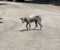 Θρακομακεδόνες Αττικής: Έκκληση για σκελετωμένο ετοιμοθάνατο σκύλο (βίντεο)