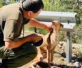Θρυπτή Λασιθίου: Σκελετωμένος σκύλος βρέθηκε σε άθλια κατάσταση στο δάσος (βίντεο)