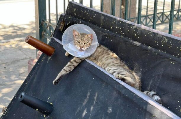 Βύρωνας Αττικής: Βρήκε γάτα με περιλαίμιο κώνο