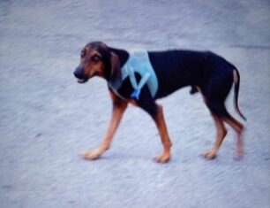 Έκκληση για σκελετωμένο σκύλο με γαλάζιο σαμαράκι που μήνες περιφέρεται σε Αγία Βαρβάρα και  Νίκαια Αττικής