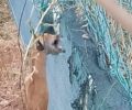 Σαλαμίνα: Βρήκε αλεπού κρεμασμένη κομμένη στη μέση